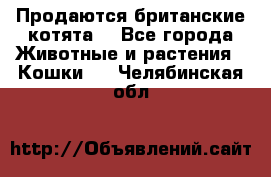 Продаются британские котята  - Все города Животные и растения » Кошки   . Челябинская обл.